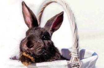 Год какого животного 2023 кролика